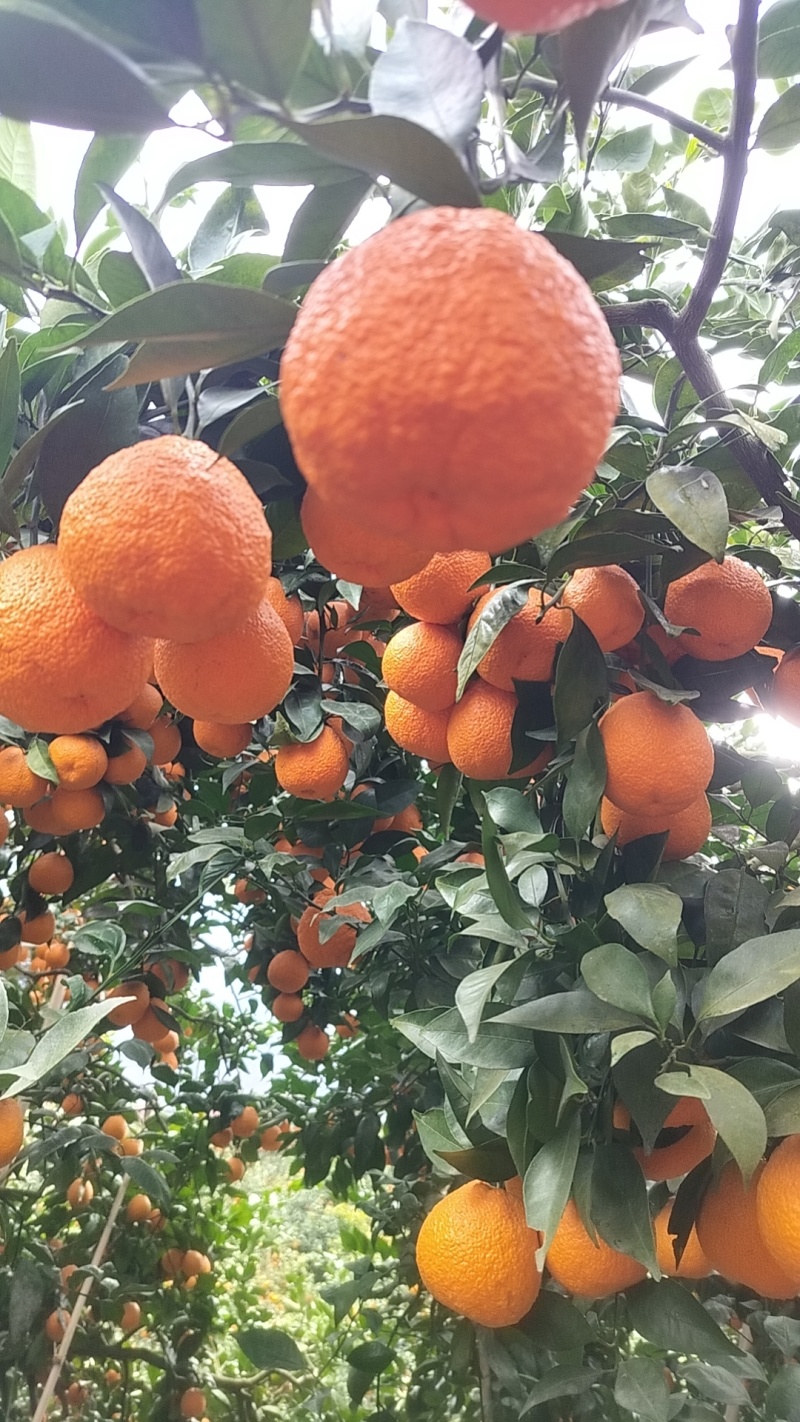 石棉黄果柑