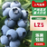 山东蓝莓上市了各种品种口感脆甜各种规格诚信合作