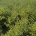 【云杉苗】优质杉树苗80-150厘米苗圃直发提供技术