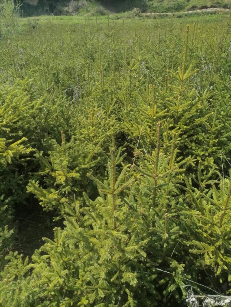 【云杉苗】优质杉树苗80-150厘米苗圃直发提供技术