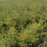 【云杉苗】优质杉树苗80-150厘米苗圃直发提供技术