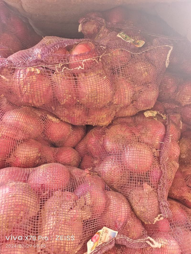 二红洋葱好级漏8.0以上