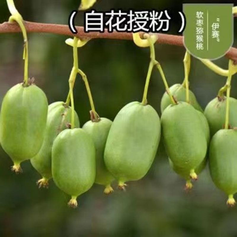 猕猴桃树苗，软枣，甜心，红心，自花授粉，配公母，包邮包活