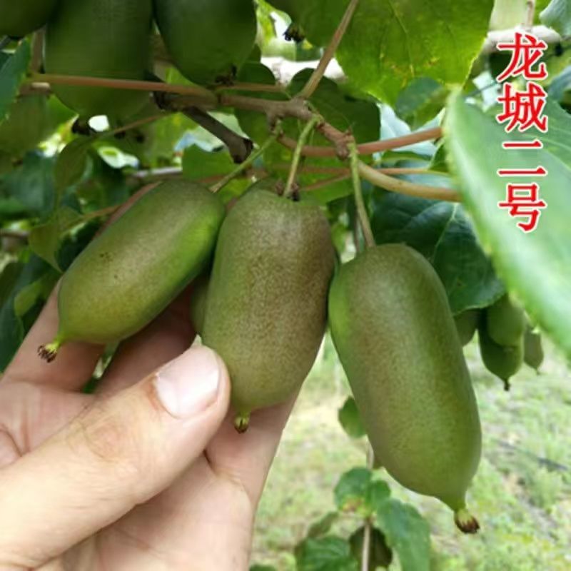 猕猴桃树苗，软枣，甜心，红心，自花授粉，配公母，包邮包活