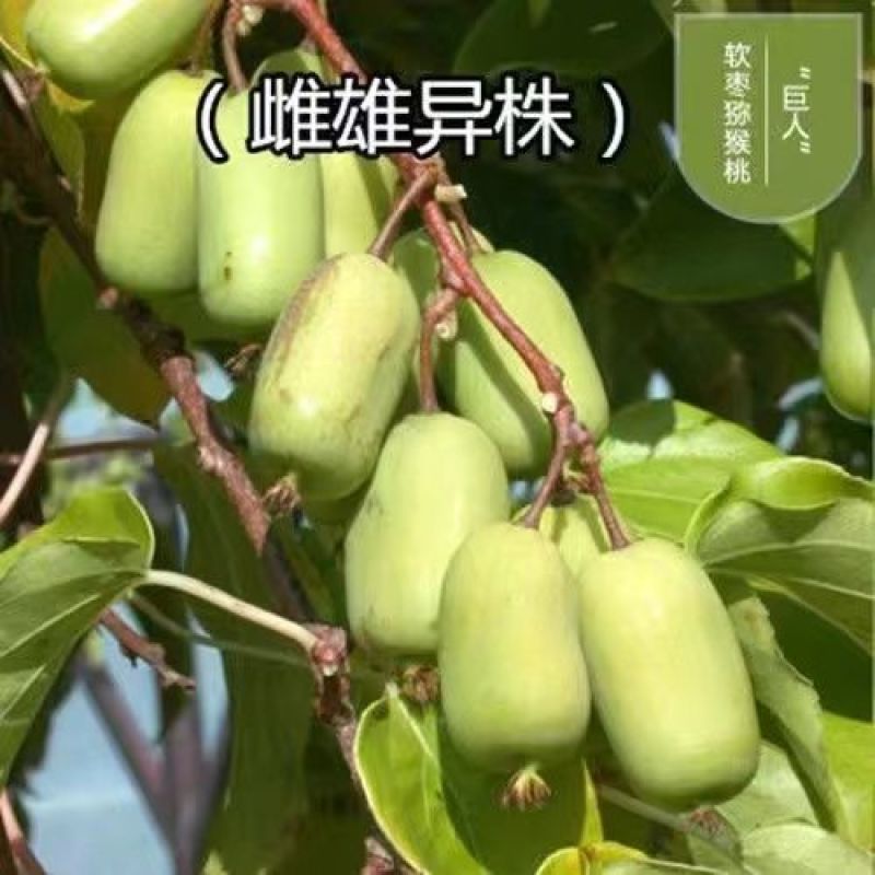 猕猴桃树苗，软枣，甜心，红心，自花授粉，配公母，包邮包活