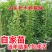 猕猴桃树苗，软枣，甜心，红心，自花授粉，配公母，包邮包活