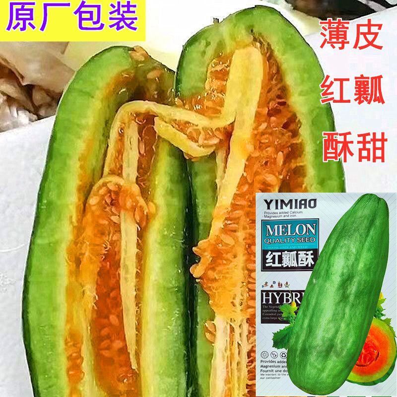 精品红瓤酥甜瓜种子红到边绿皮甜瓜种籽香甜多汁高产蔬果种籽