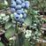 精品大果粒好吃蓝莓苗品种带钵发货适合机质栽培