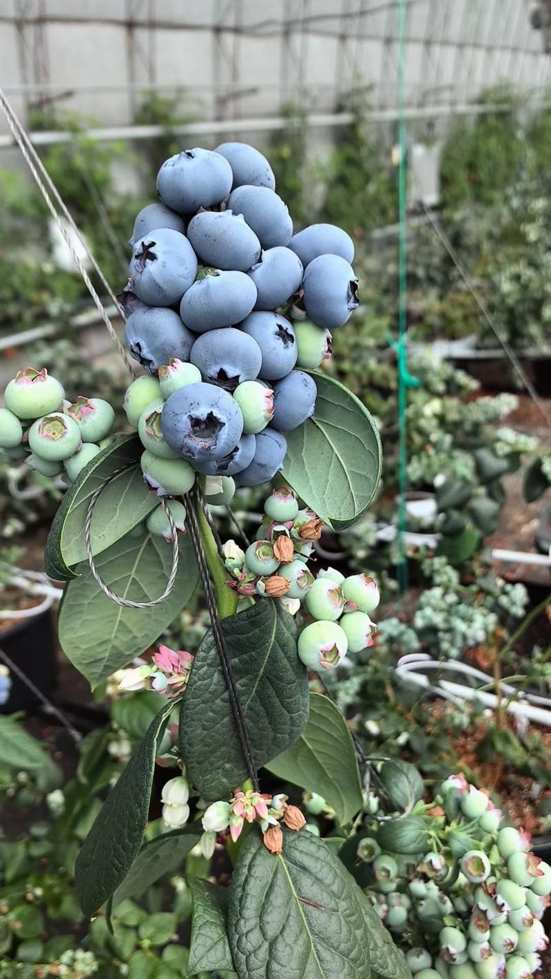 精品大果粒好吃蓝莓苗品种带钵发货适合机质栽培