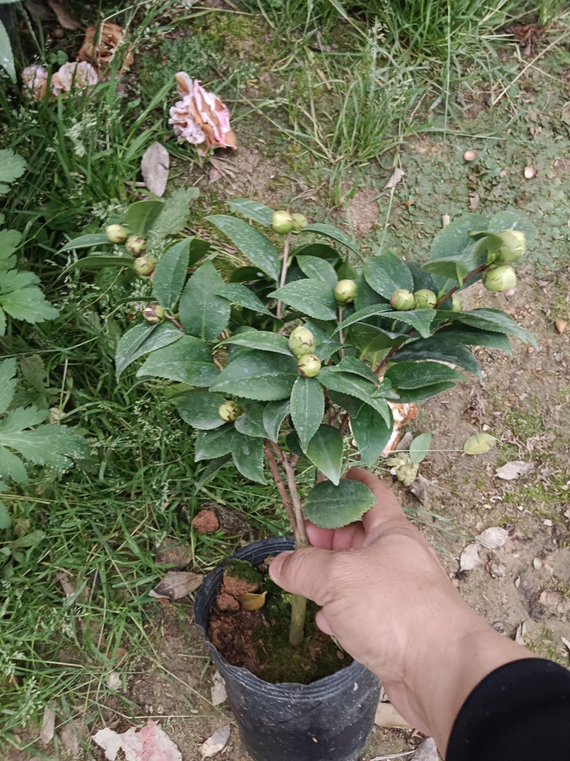 【茶花树】16杯的香妃，茶花基地直发欢迎来电