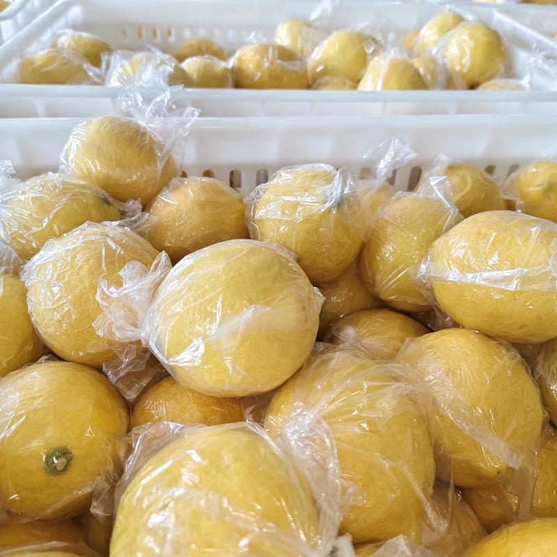 云南尤力克柠檬品质保证诚信经营欢迎联系接商超市场电商