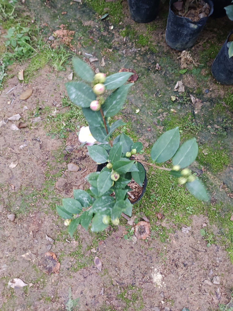 【茶花树】16杯的香妃，茶花基地直发欢迎来电