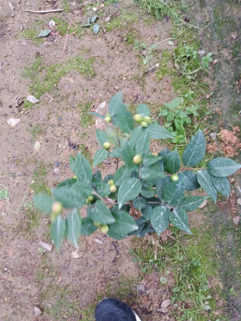 【茶花树】16杯的香妃，茶花基地直发欢迎来电