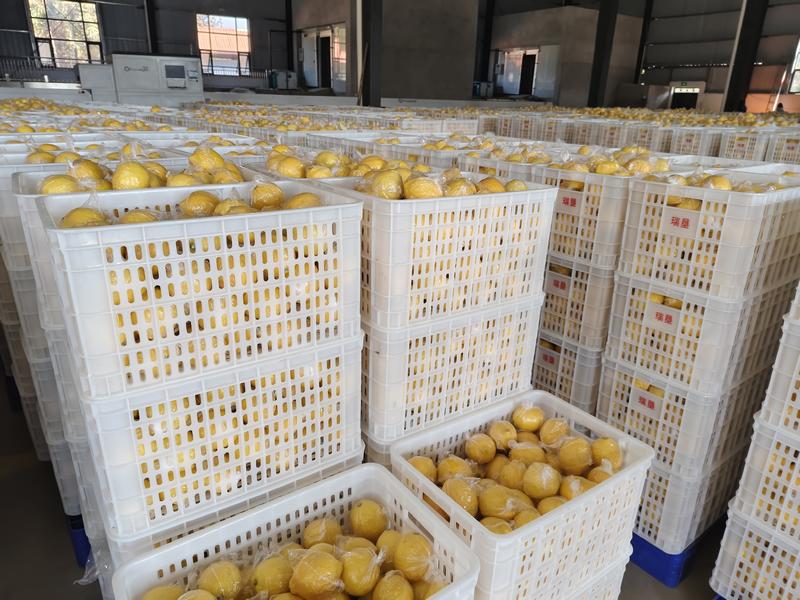 云南尤力克柠檬品质保证诚信经营欢迎联系接商超市场电商