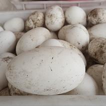 正宗农家土鹅蛋，纯绿色，不喂饲料，支持各种质检