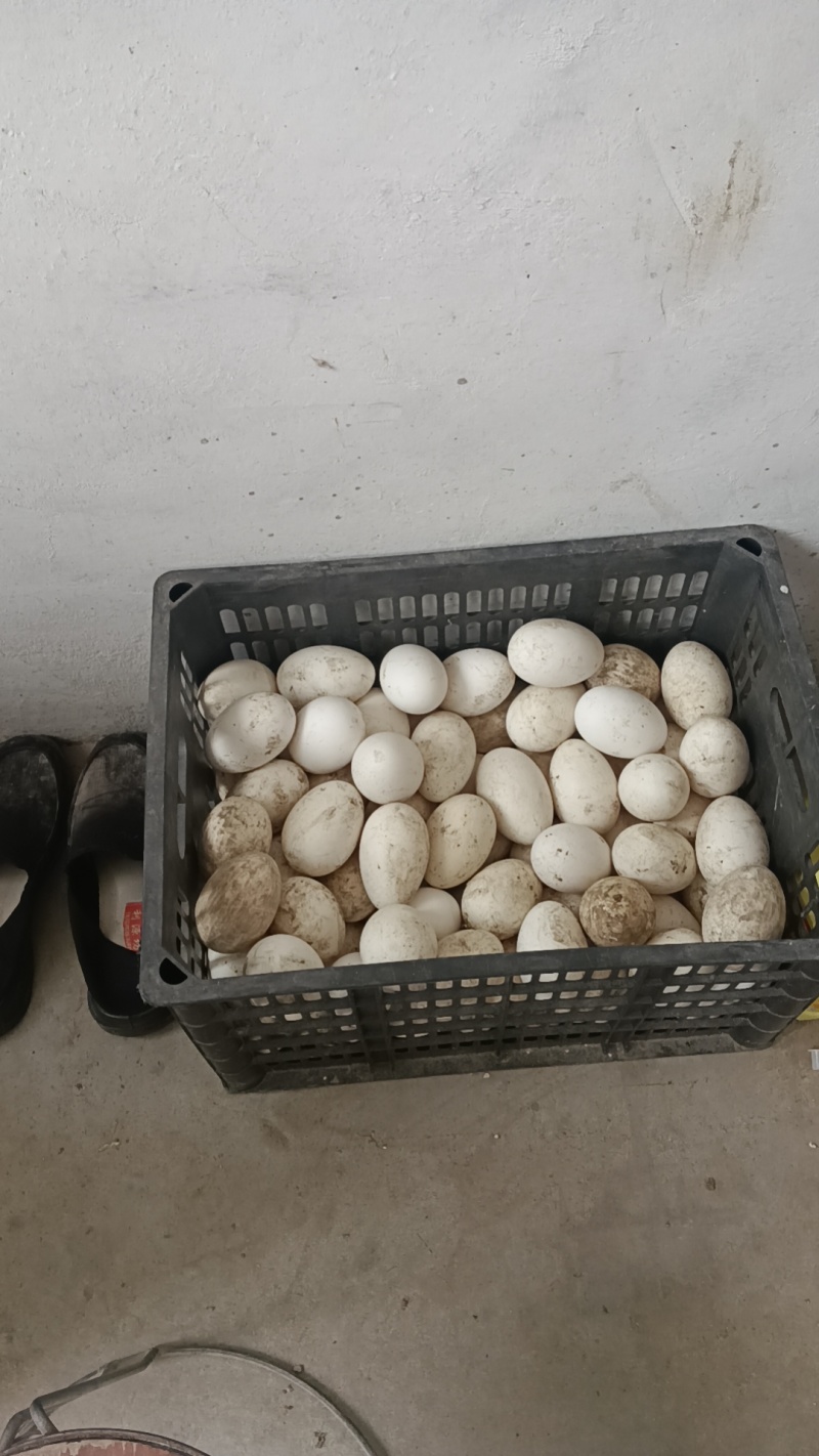 正宗农家土鹅蛋，纯绿色，不喂饲料，支持各种质检