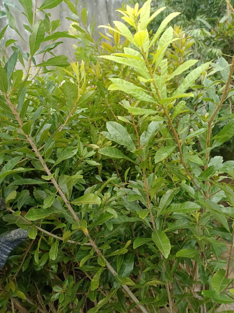 水晶白杨梅苗3年苗嫁接苗杯苗带土带叶发货的