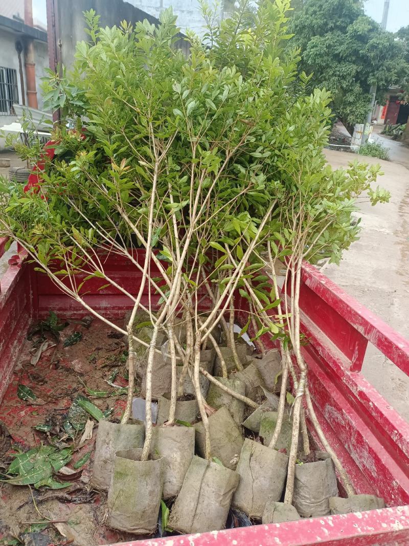 水晶白杨梅苗3年苗嫁接苗杯苗带土带叶发货的