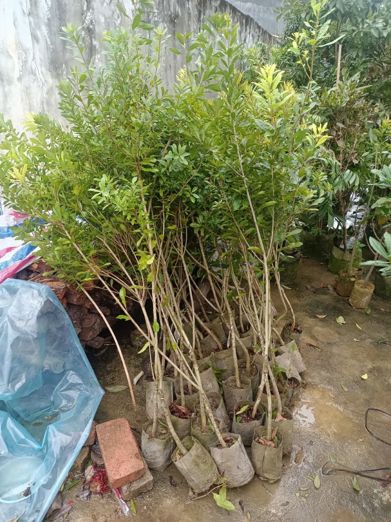 水晶白杨梅苗3年苗嫁接苗杯苗带土带叶发货的