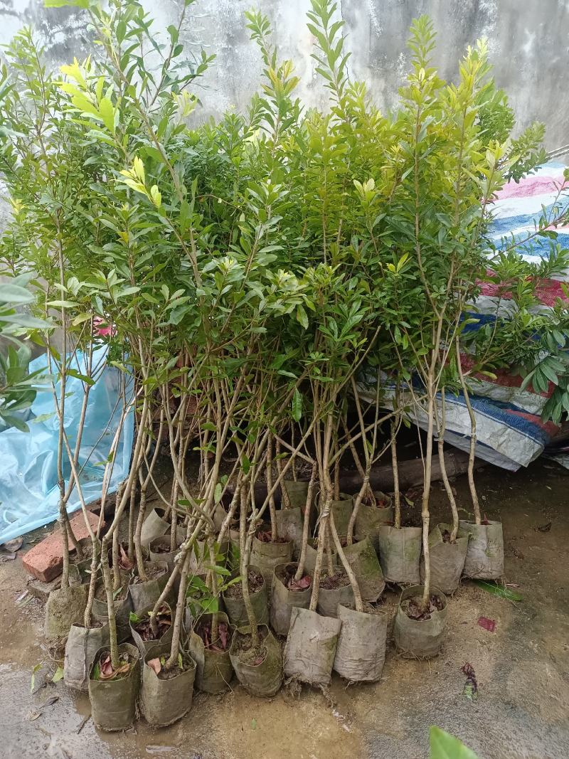 水晶白杨梅苗3年苗嫁接苗杯苗带土带叶发货的