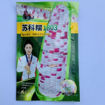 拖车头苏科糯1803甜彩糯玉米种子春秋播种鲜食糯玉米种籽