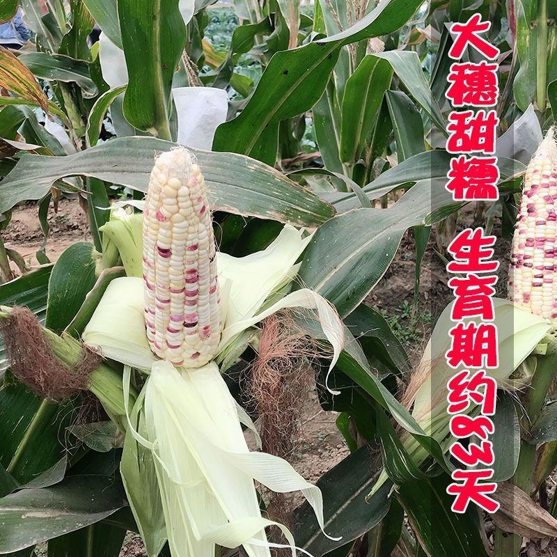 拖车头苏科糯1803甜彩糯玉米种子春秋播种鲜食糯玉米种籽