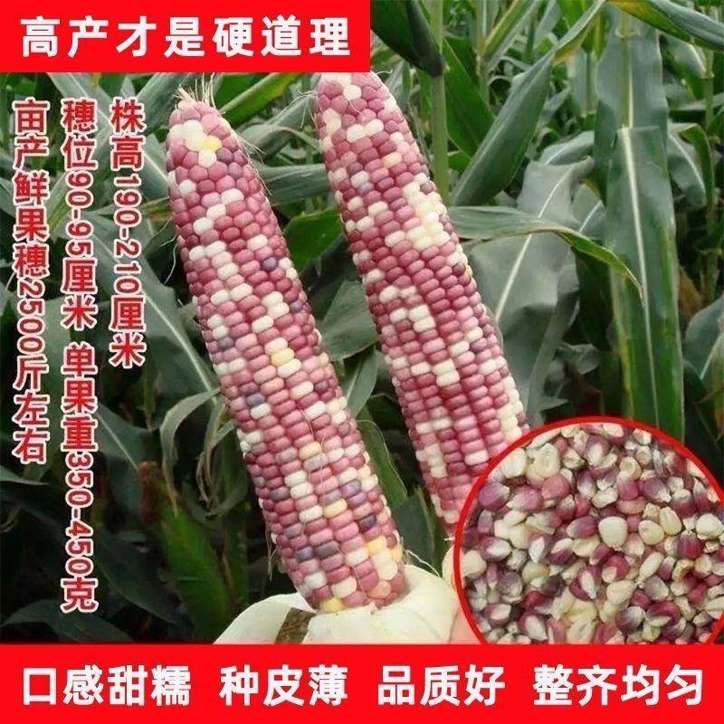 拖车头苏科糯1803甜彩糯玉米种子春秋播种鲜食糯玉米种籽