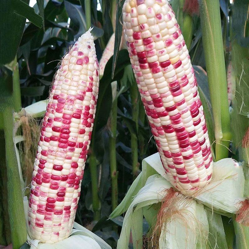 拖车头苏科糯1803甜彩糯玉米种子春秋播种鲜食糯玉米种籽