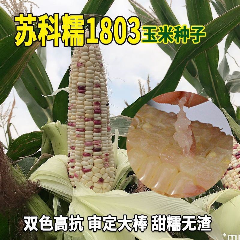 拖车头苏科糯1803甜彩糯玉米种子春秋播种鲜食糯玉米种籽