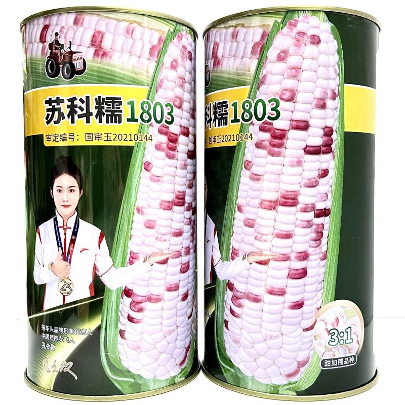 拖车头苏科糯1803甜彩糯玉米种子春秋播种鲜食糯玉米种籽