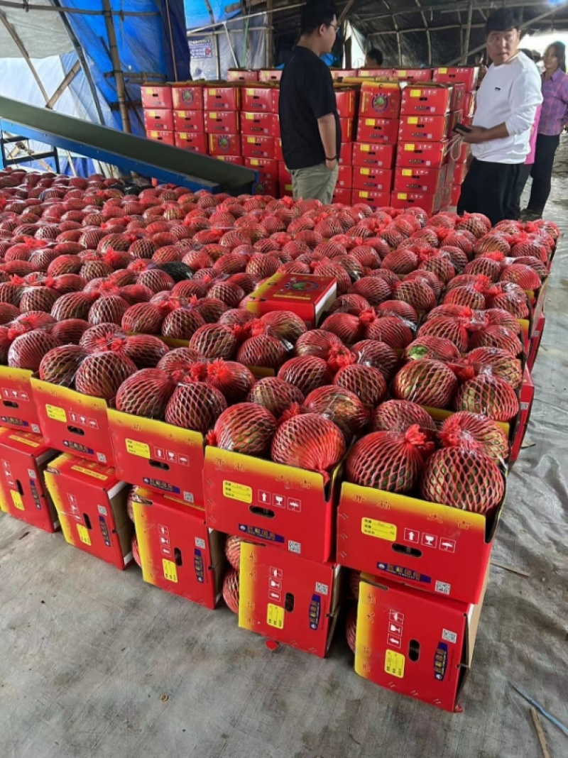 麒麟瓜大量上市云南产地直发品质保证欢迎进店选购