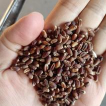 黑小麦小麦黑麦片五谷杂粮富硒产品麦粒全麦面粉工厂直发