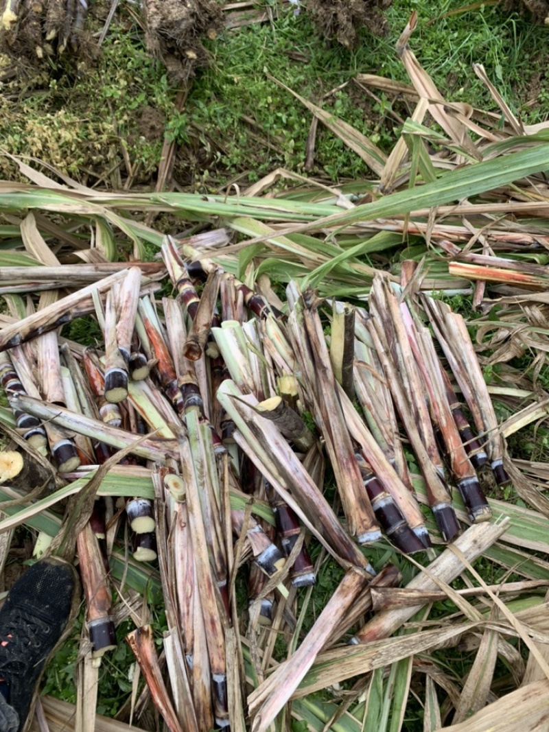 【精品】广西黑皮甘蔗苗物美价廉欢迎联系