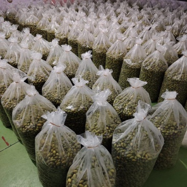 闽清甜橄榄，源头工厂，量大从优，欢迎接洽