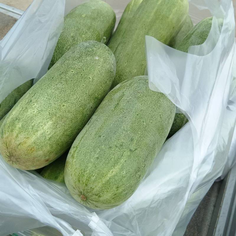 黄瓜
