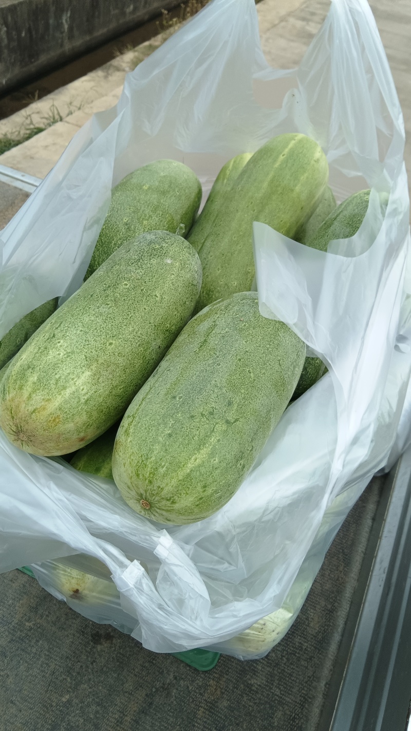 黄瓜