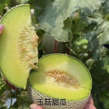 冰激凌网纹玉菇、羊角蜜甜瓜、各种瓜果等候老板选购