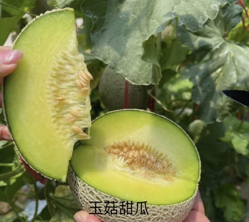 冰激凌网纹玉菇、羊角蜜甜瓜、各种瓜果等候老板选购