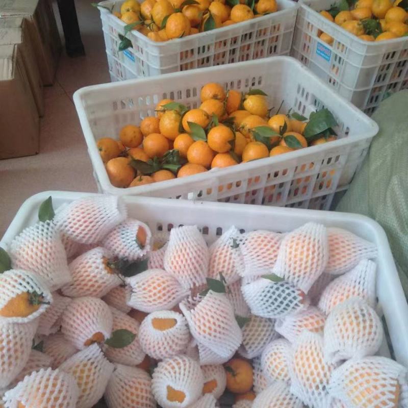 精品黄果柑，产地直供，货源充足，品质保证，欢迎采购