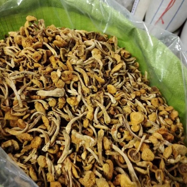 赤峰精品滑子菇，支持视频看货选货，价格真实欢迎选购
