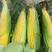湖北精品甜玉米太阳花玉米产地直发品质保证量大从优