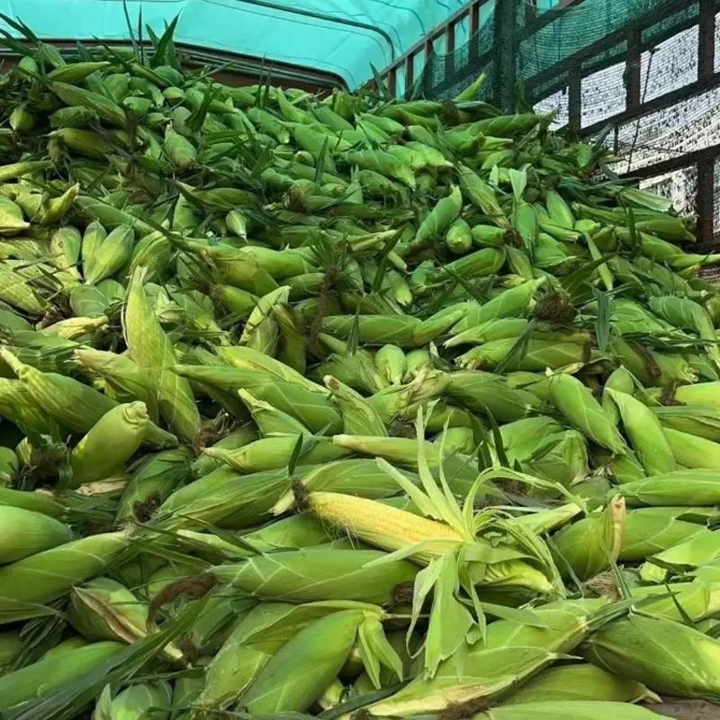 湖北精品甜玉米太阳花玉米产地直发品质保证量大从优