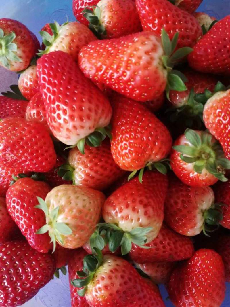 出售奶油草莓章姬红颜普通草莓太空联盟
