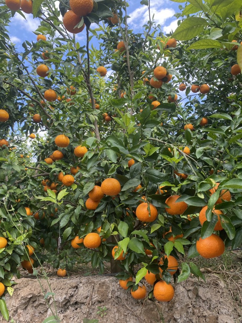 云南高原沃柑