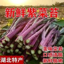 湖北精品红菜苔产地直发品质保证量大从优欢迎