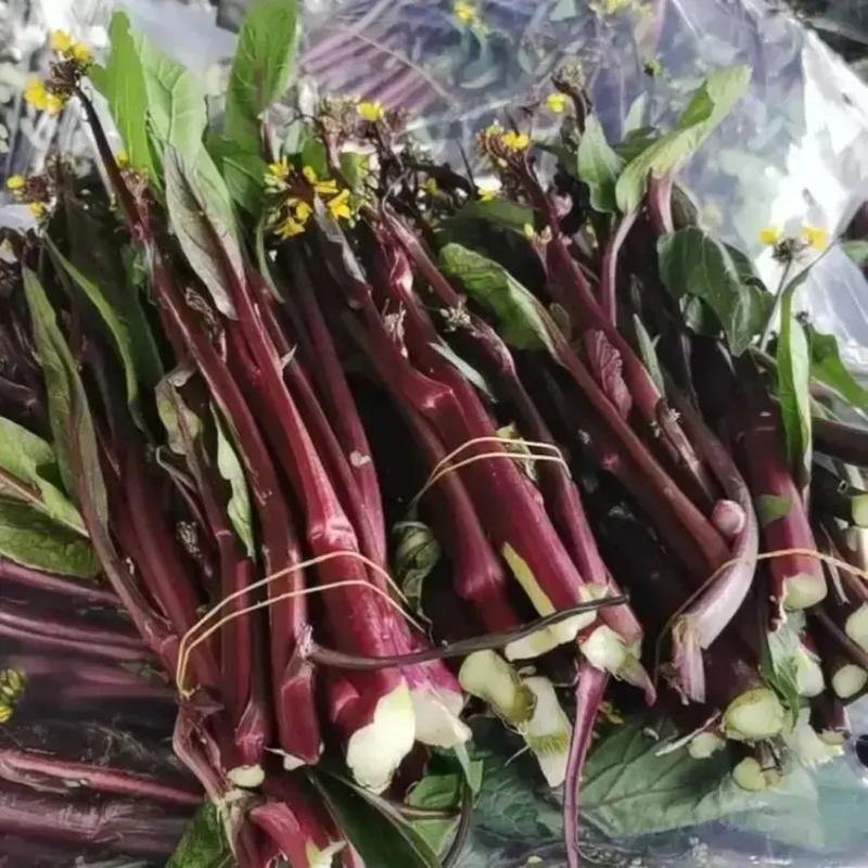 湖北精品红菜苔产地直发品质保证量大从优欢迎联系