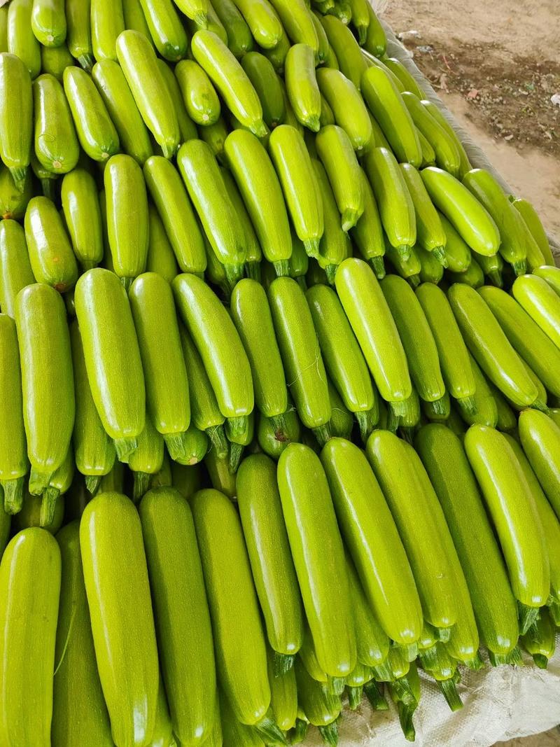 西葫芦聊城绿皮西葫芦承接商超配货代收代发全国市场