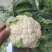 精品菜花松花菜产地直发品质保证量大从优欢迎联系