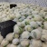 精品菜花松花菜产地直发品质保证量大从优欢迎联系
