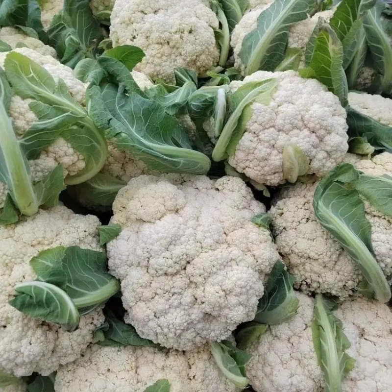 精品菜花松花菜产地直发品质保证量大从优欢迎联系